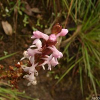 Satyrium nepalense D.Don